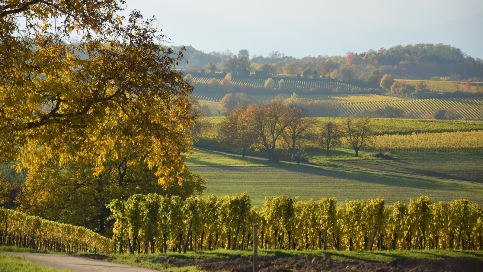 markgraeflerland_herbstlandschaft