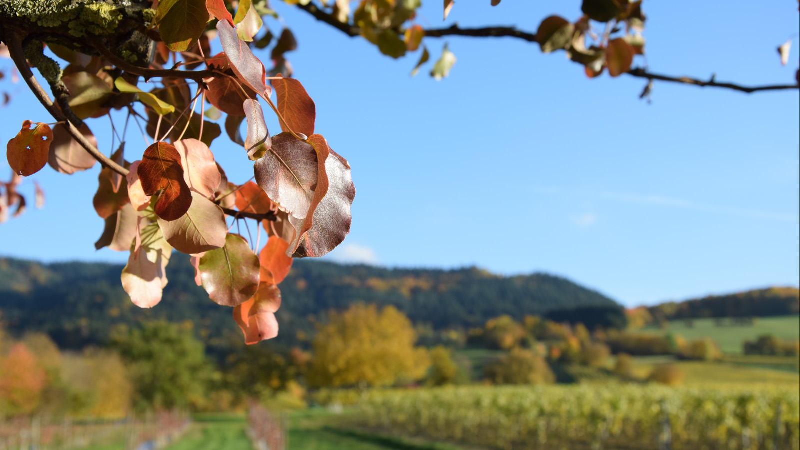 markgraeflerland_herbstlandschaft11