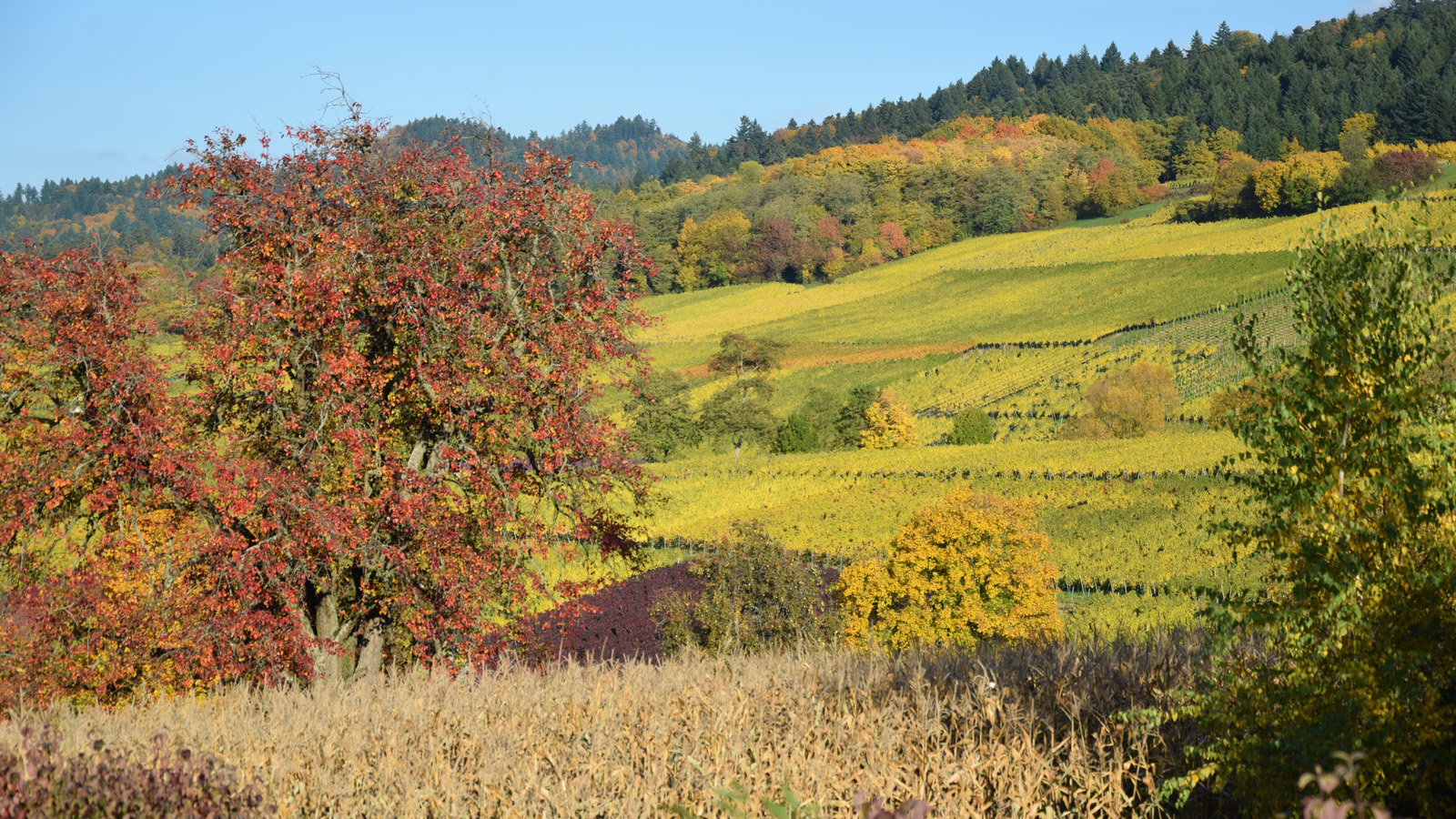 markgraeflerland_herbstlandschaft8