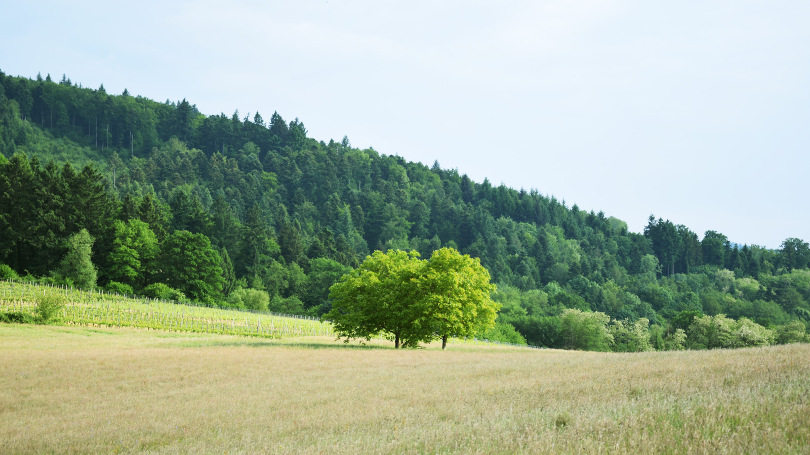 Schattenspendende Bäume im Feld