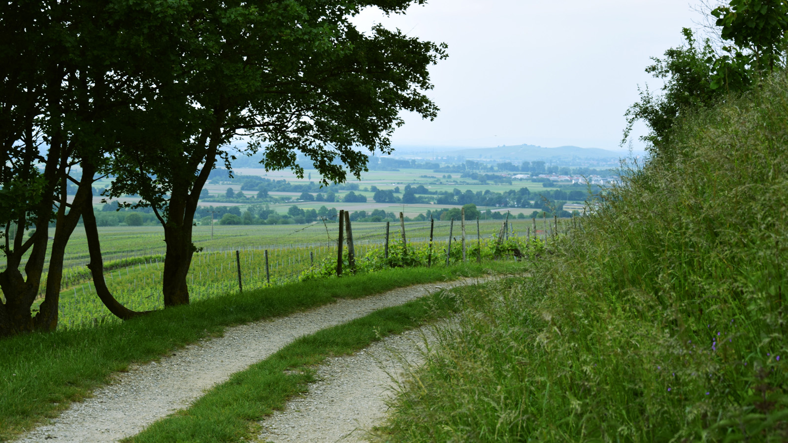 Weg im Weinberg