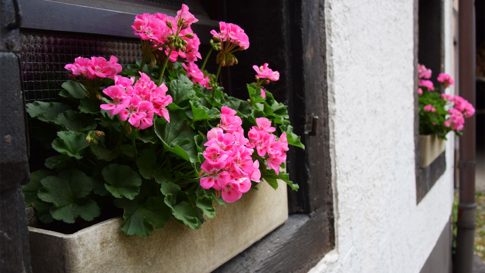 Rosa Geranien am Fenster lassen die Altstadt lebendig wirken