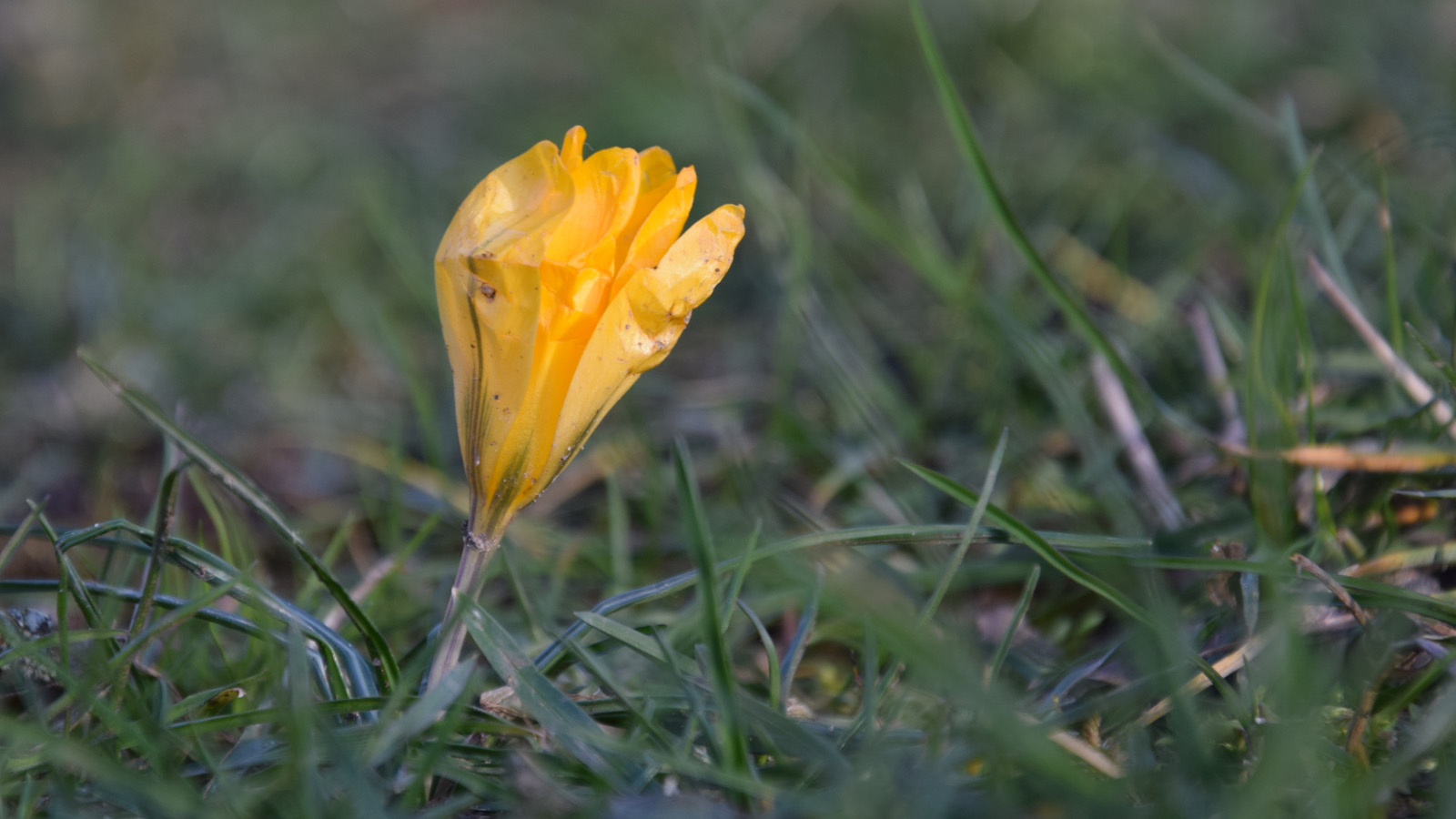 Vorfrühling Fruehjahrsboten