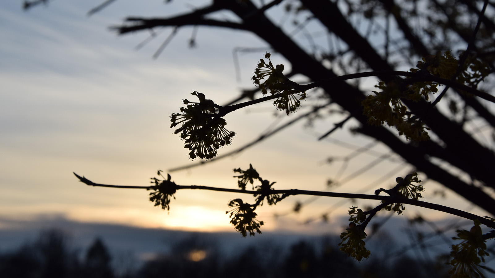 Vorfrühling Blume im Sonnenuntergang