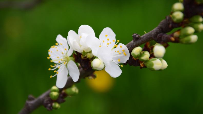 Frühlingsblüten 