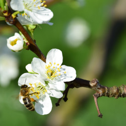 Blüte mit Biene