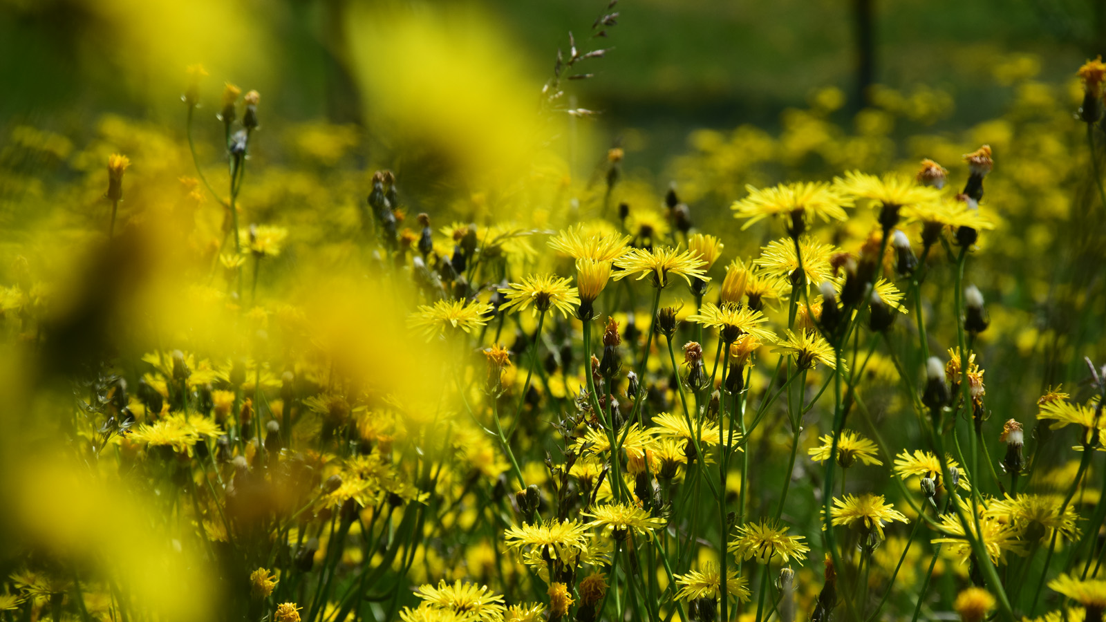 fruehling_gelbeBlumen