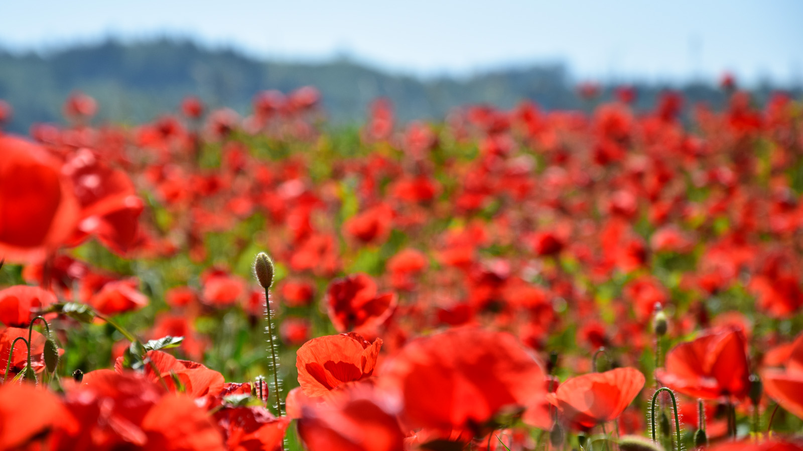 fruehling_mohn1