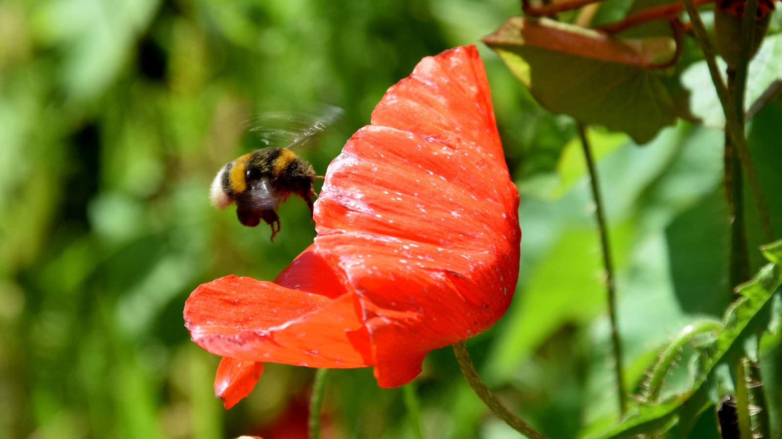 fruehling_mohn3