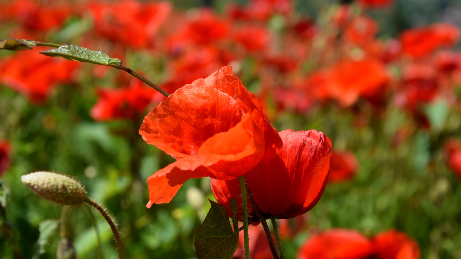 fruehling_mohn4