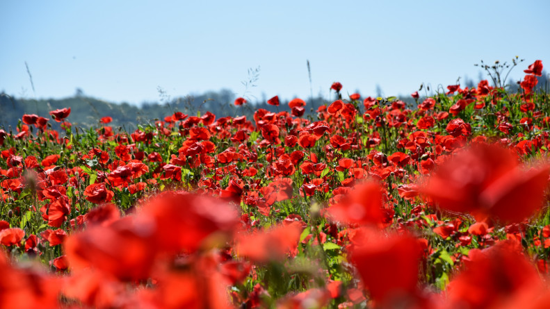 fruehling_mohn8