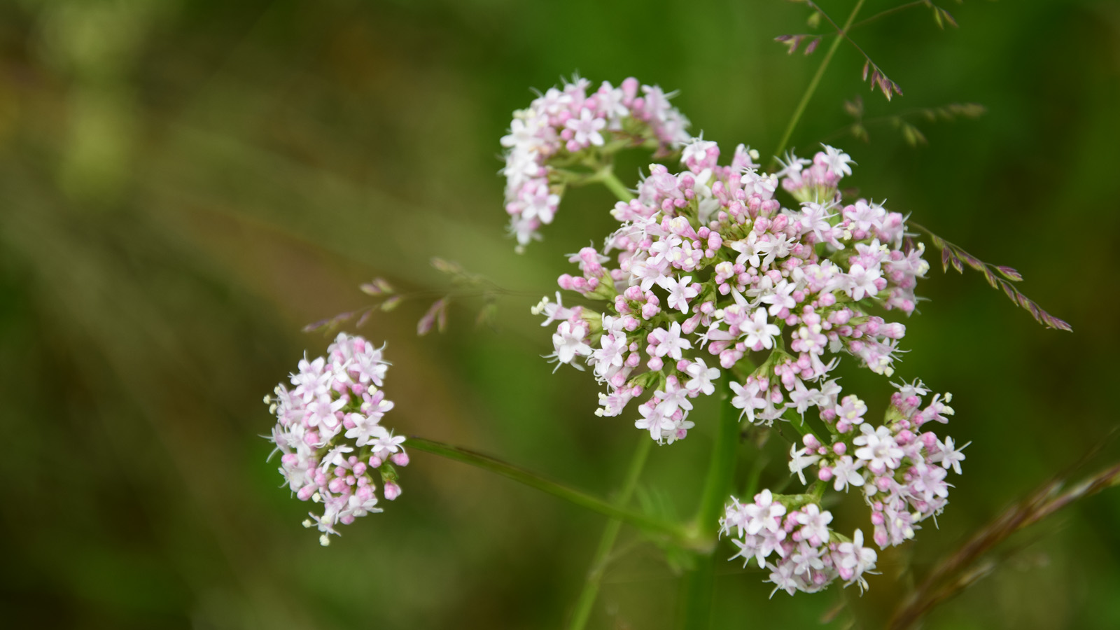 fruehsommer_blume