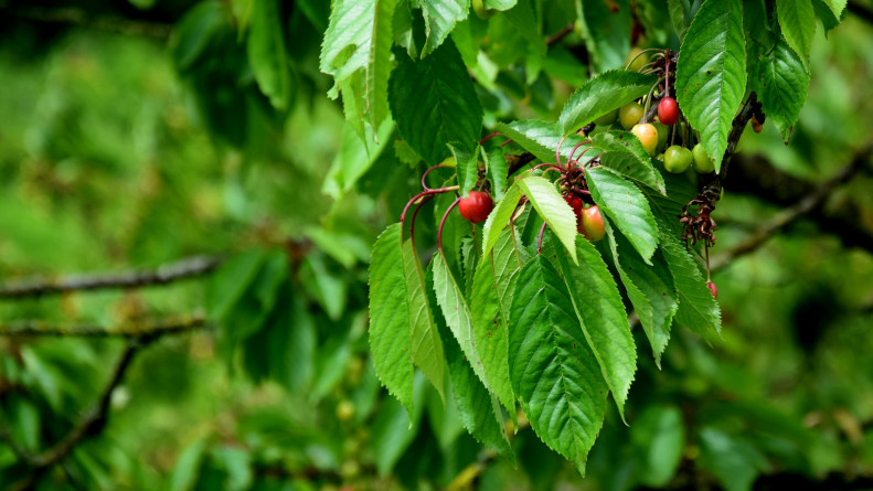 fruehsommer_kirsche