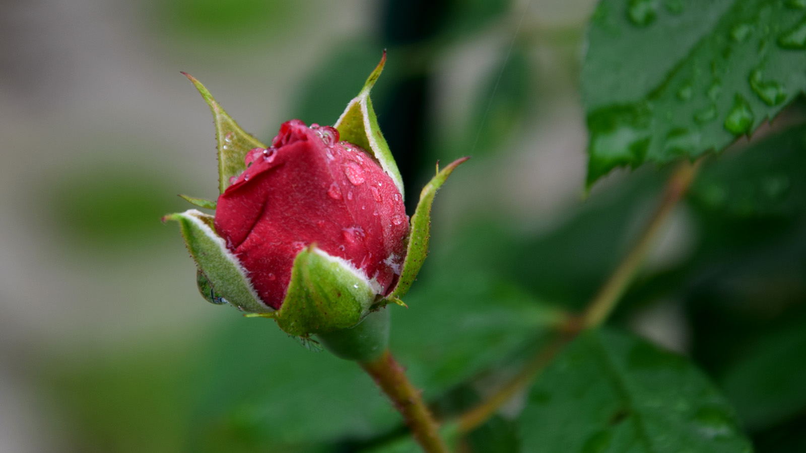 fruehsommer_rose1