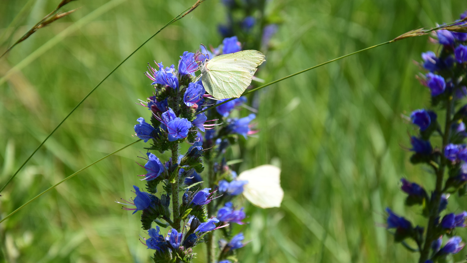 fruehsommer_schmetterlinge