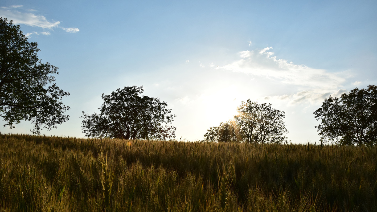 sommer_getreidefeldsonne