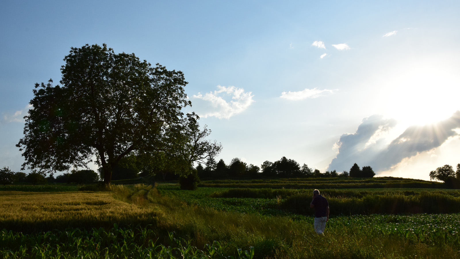 sommer_sonnelandschaft