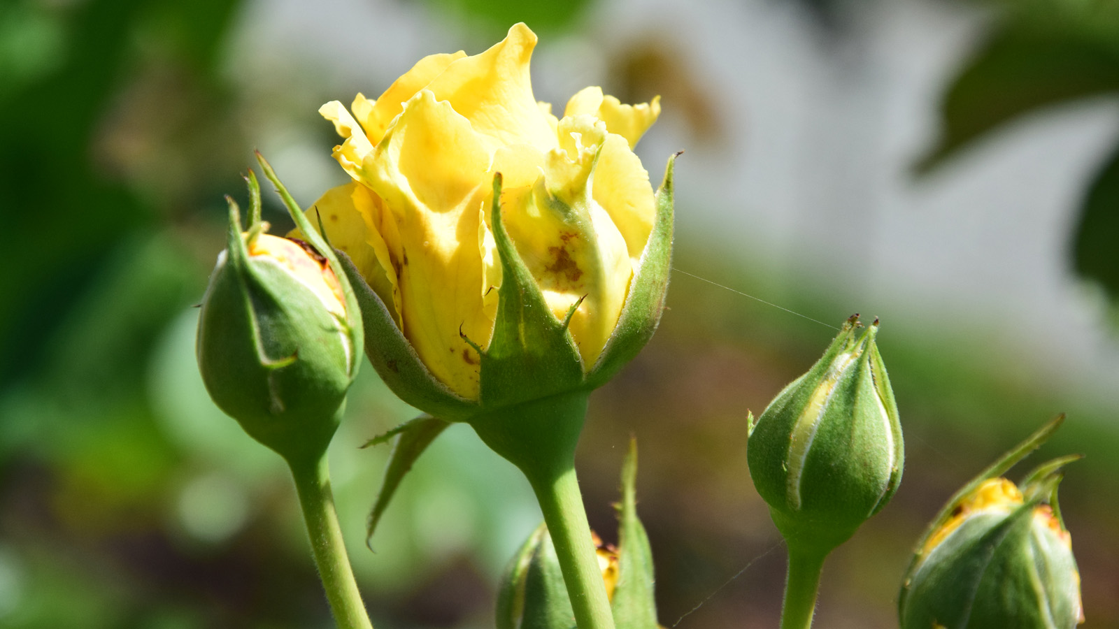 mainau_rose