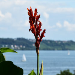 Mainau