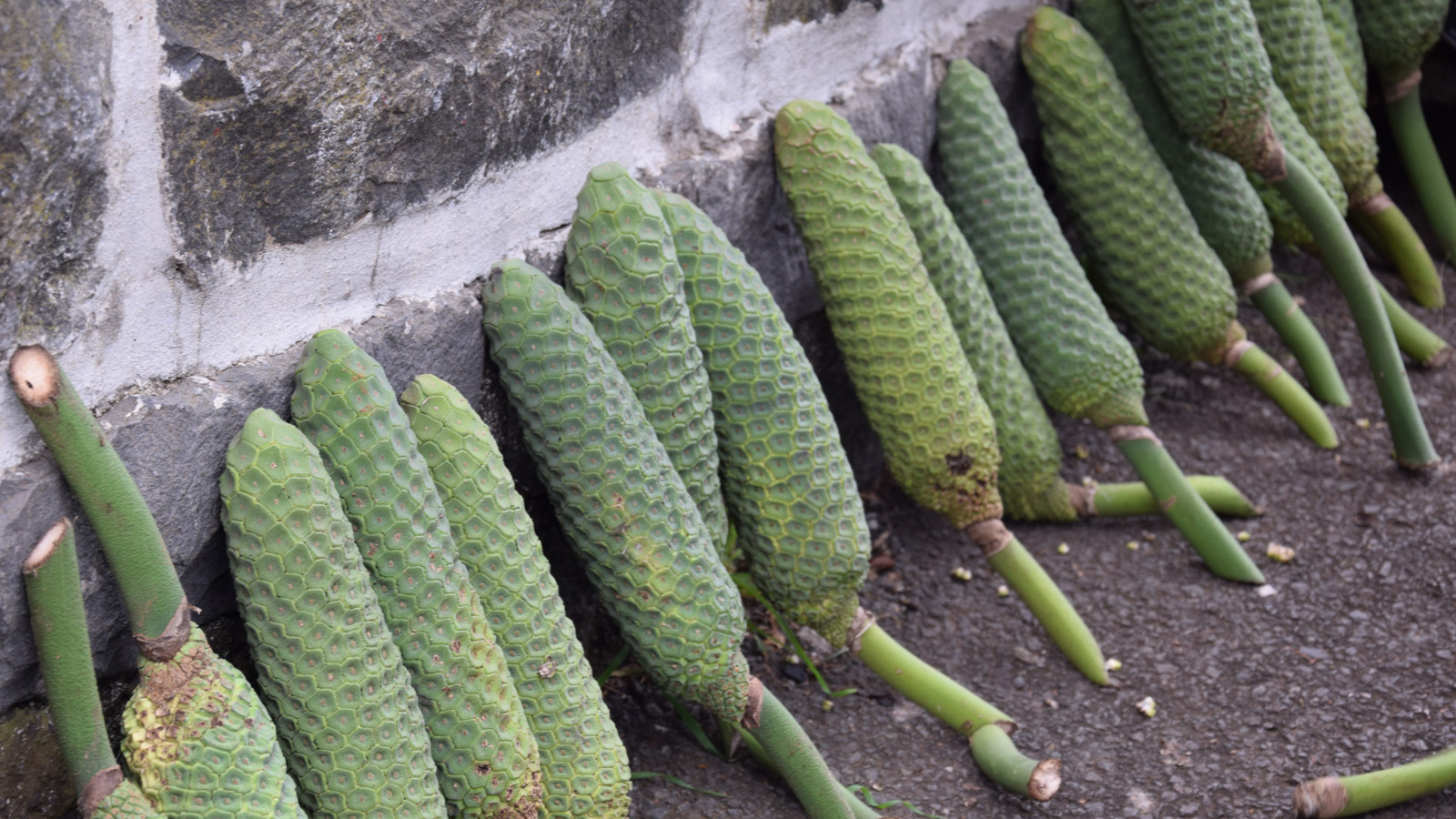 madeira_fruechte