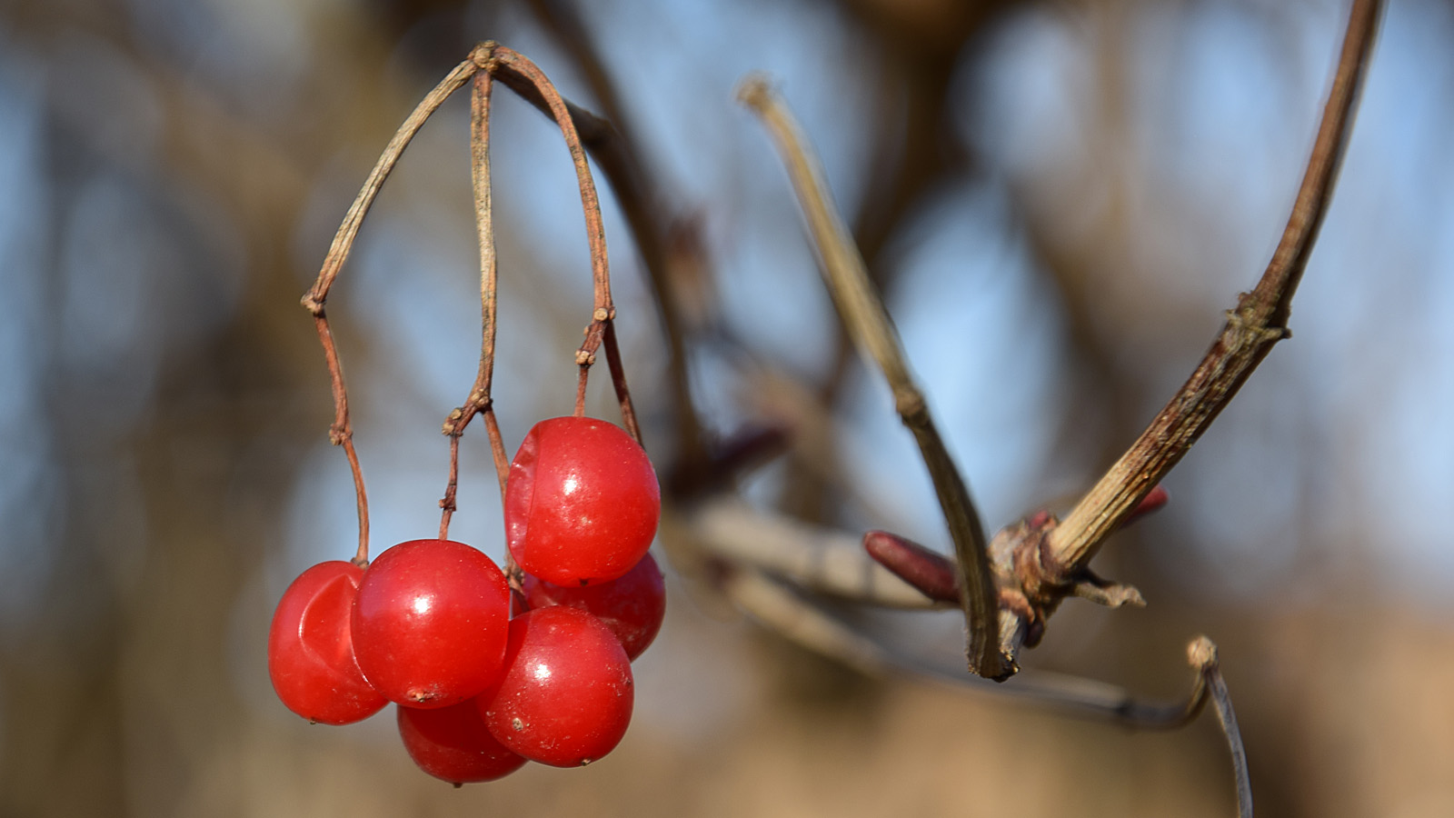 winter_beeren