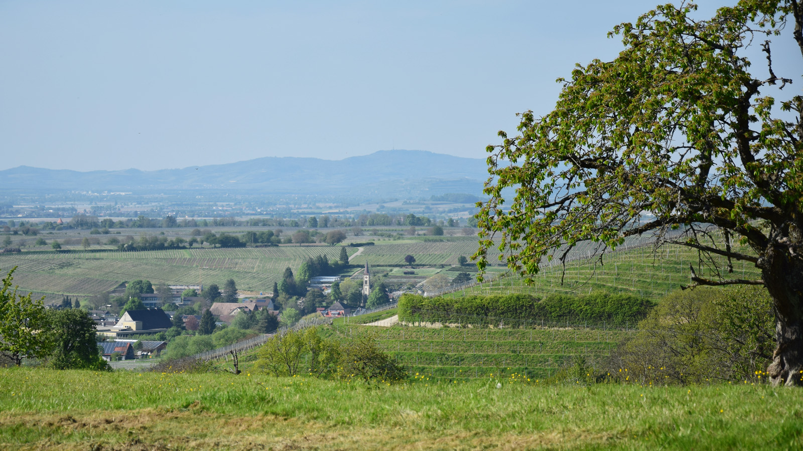 markgraeflerland_aussicht