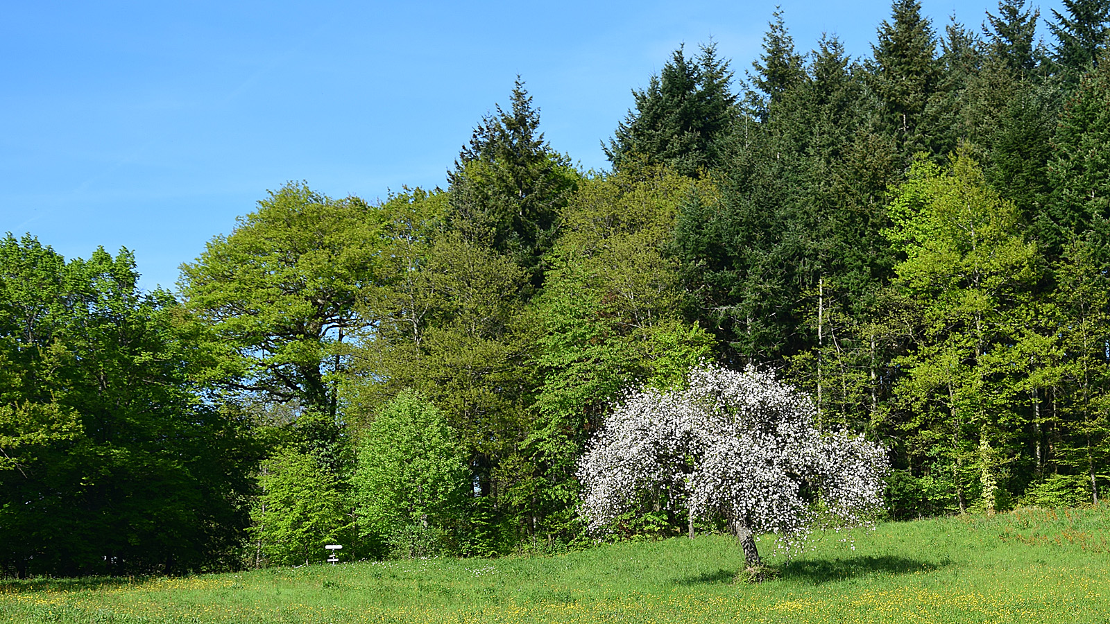 markgraeflerland_baum