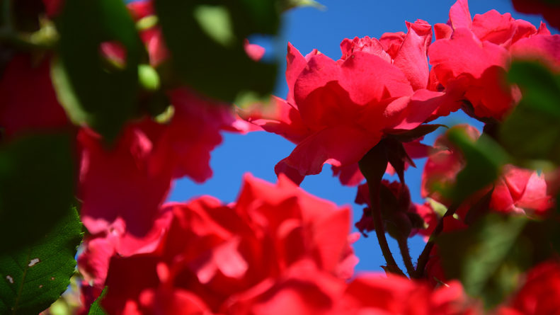 Rosen vor blauem Himmel