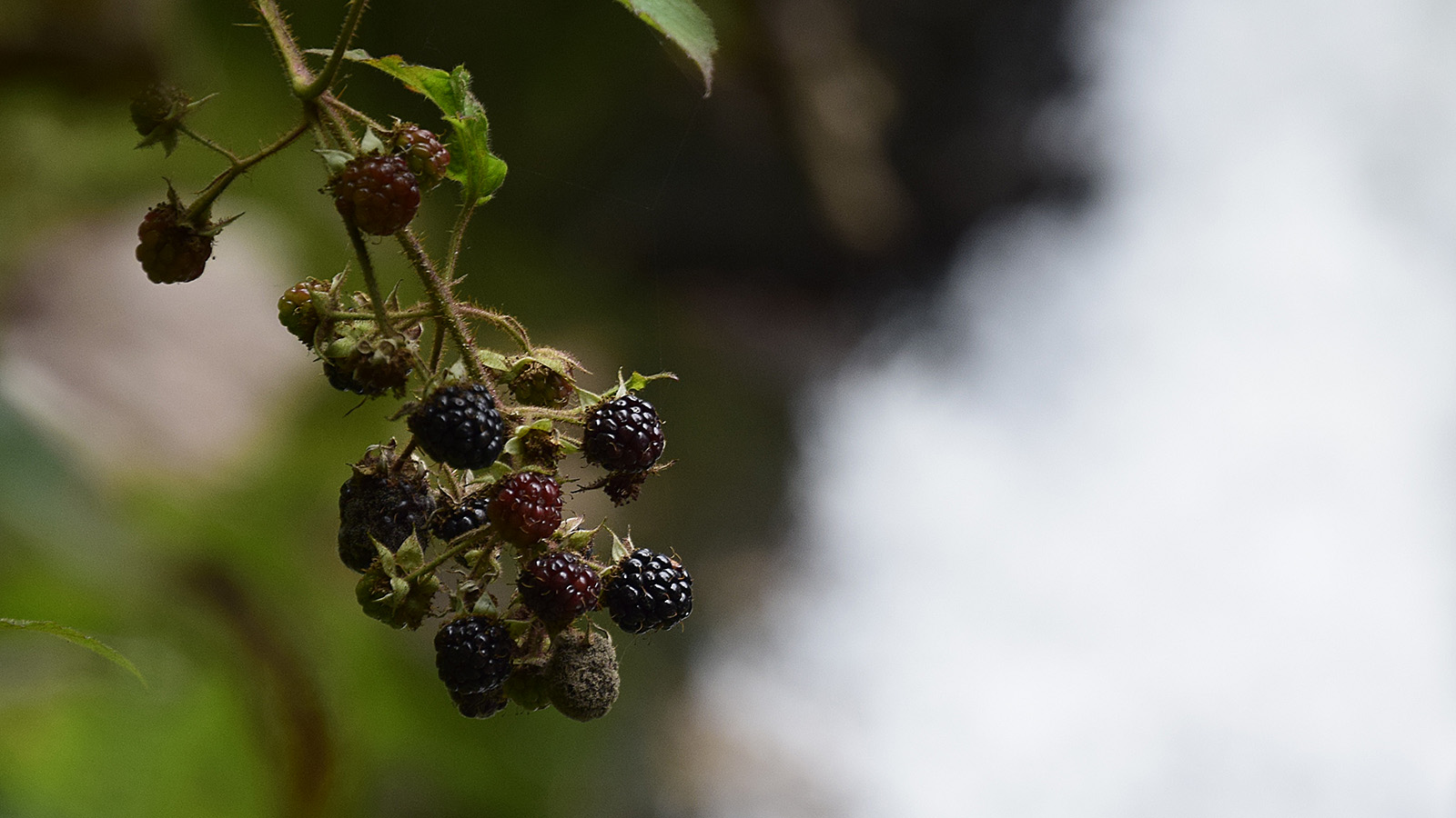 sommer_brombeeren