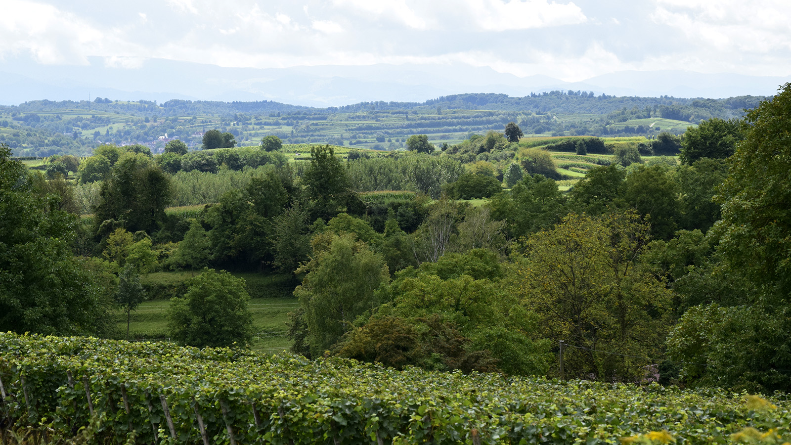 sommer_gruenelandschaft#