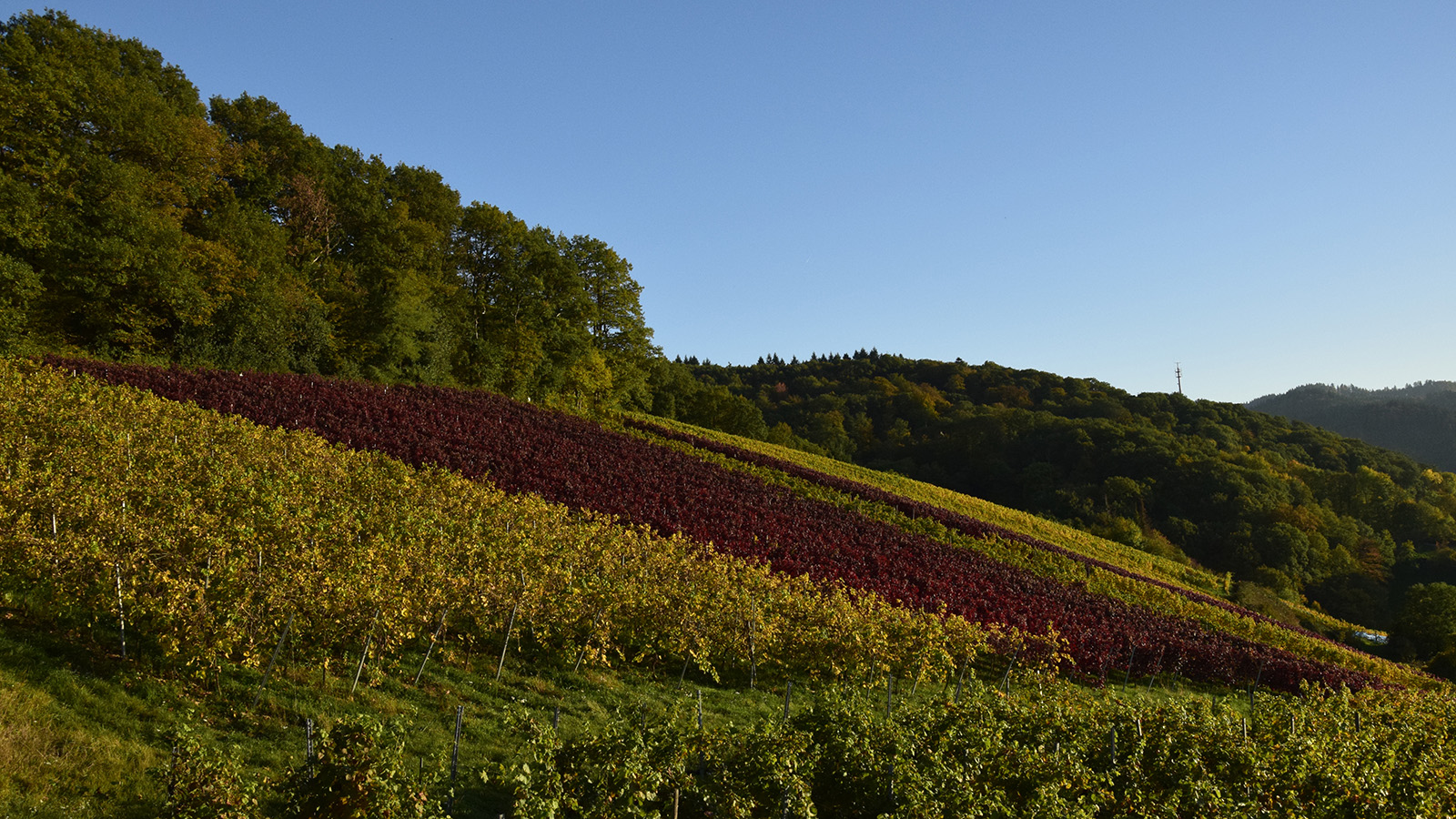 herbst_reben