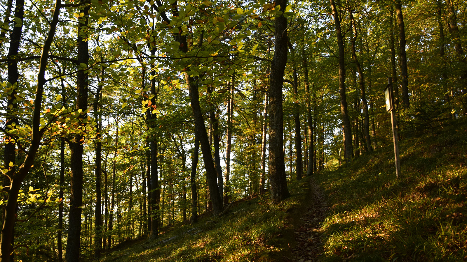 herbst_wald