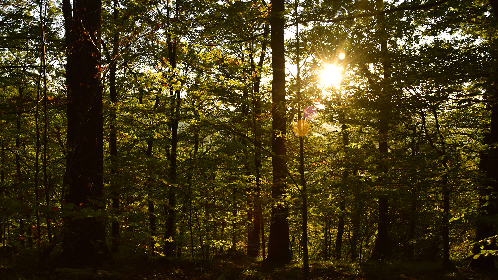 herbst_waldsonne