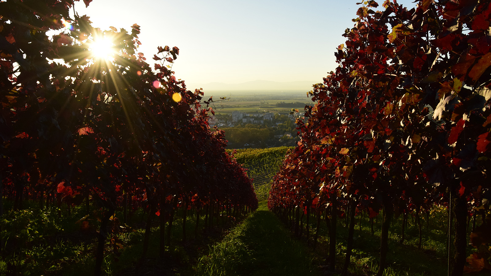 herbst_weinlaub